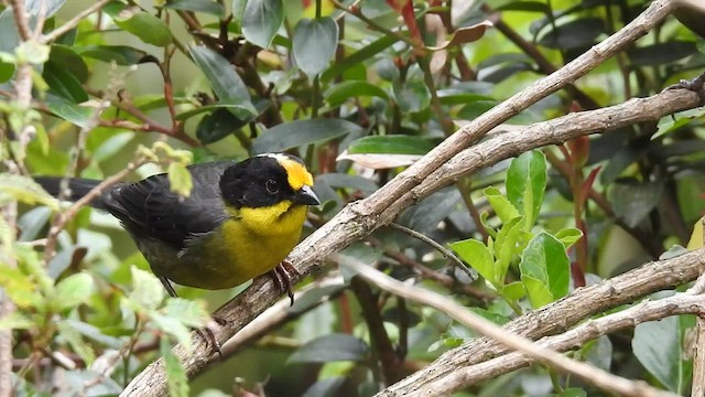 Pale-naped Brushfinch - ML471082621