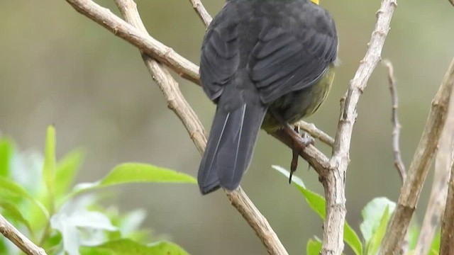 Pale-naped Brushfinch - ML471082701