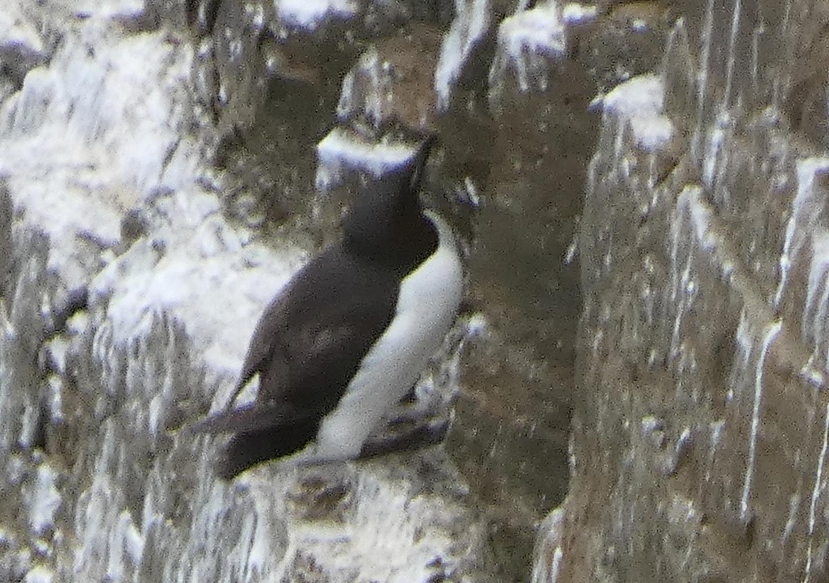 Thick-billed Murre - ML471083221