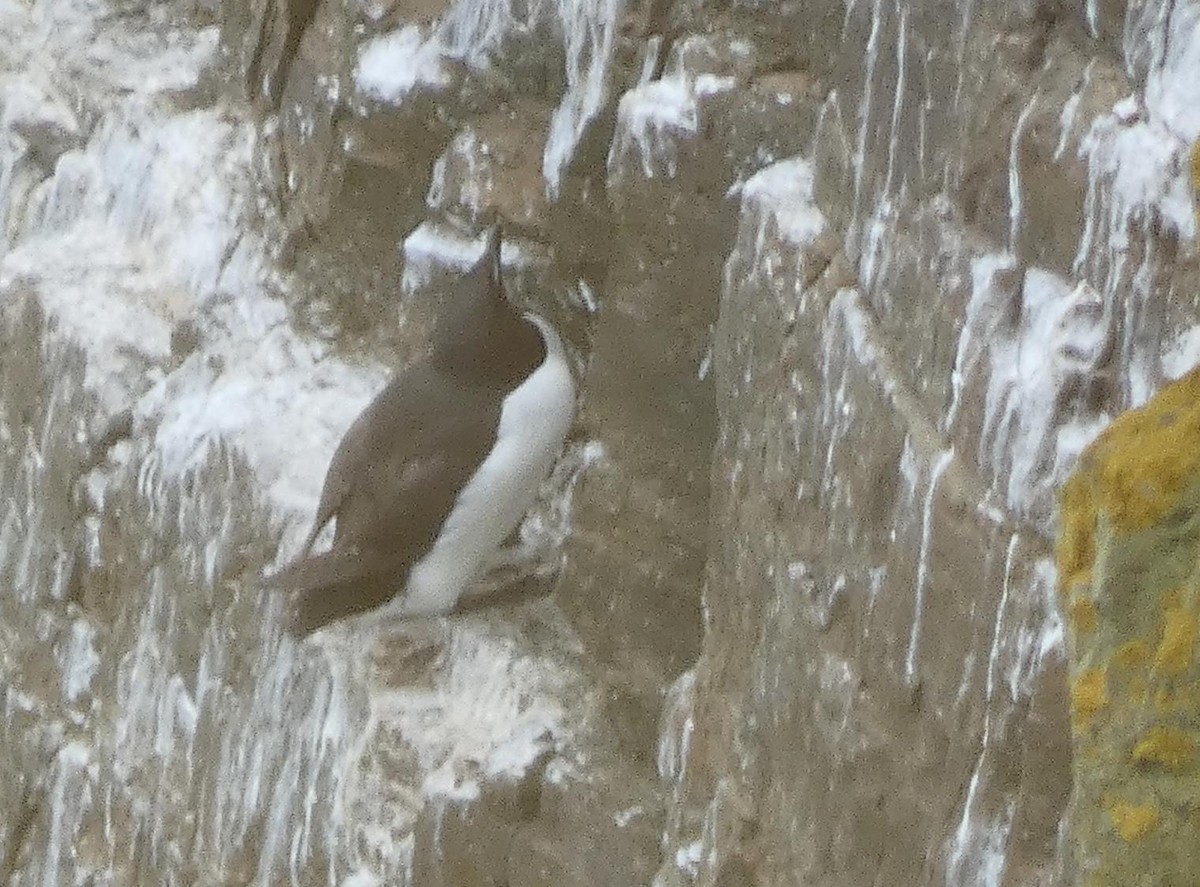 Thick-billed Murre - ML471083261