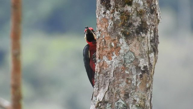 Kırmızı Karınlı Ağaçkakan - ML471083391