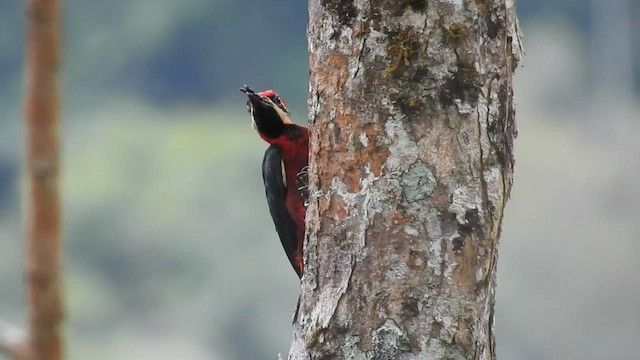 Crimson-bellied Woodpecker - ML471083461