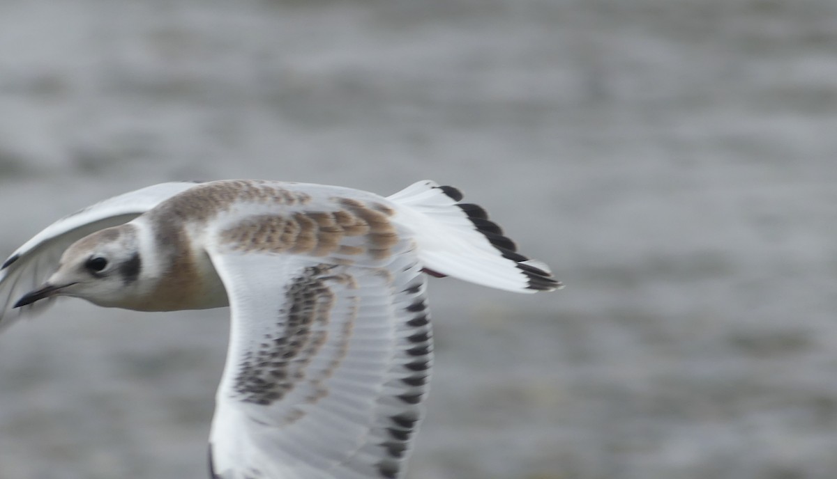 Bonaparte's Gull - Gus van Vliet