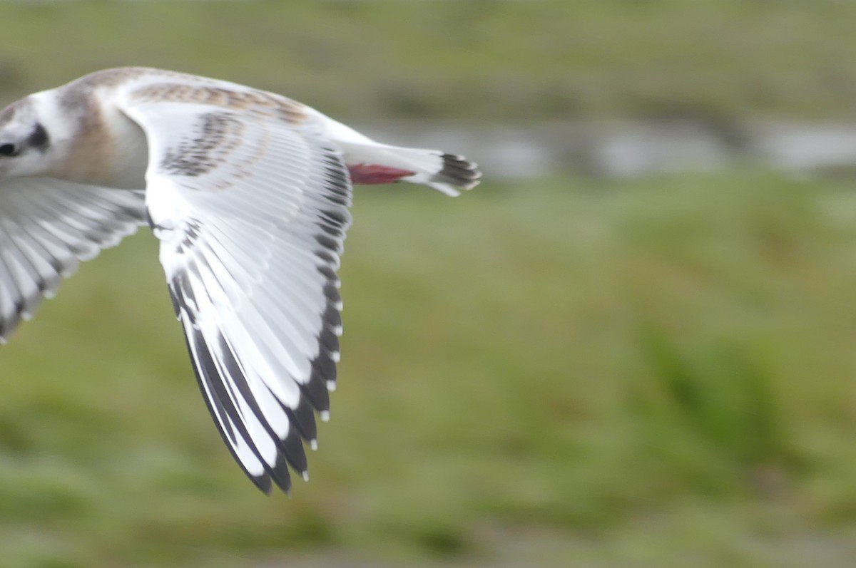 Bonaparte's Gull - ML471086191