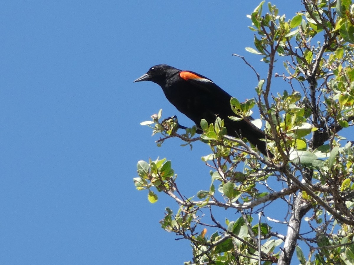 Red-winged Blackbird - ML471087211