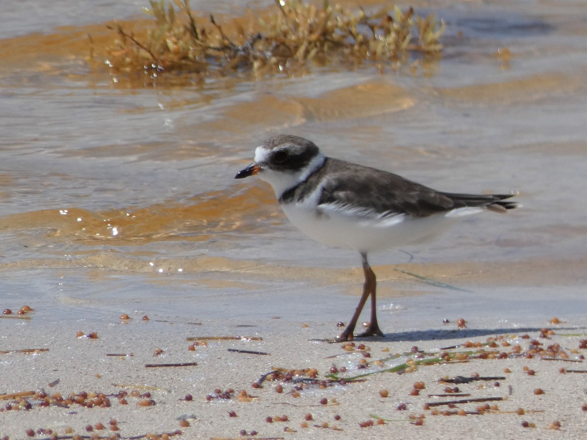 Semipalmated Plover - ML471088101