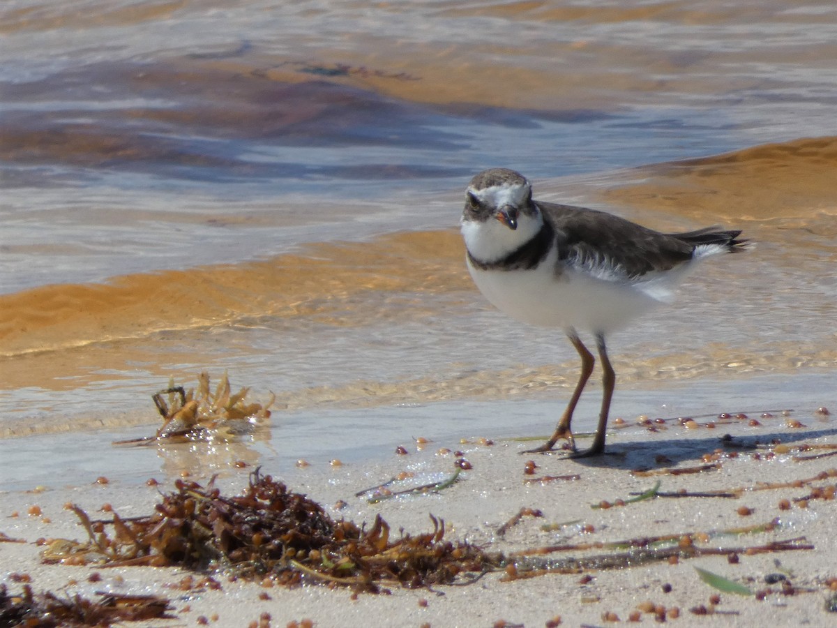 Semipalmated Plover - ML471088121