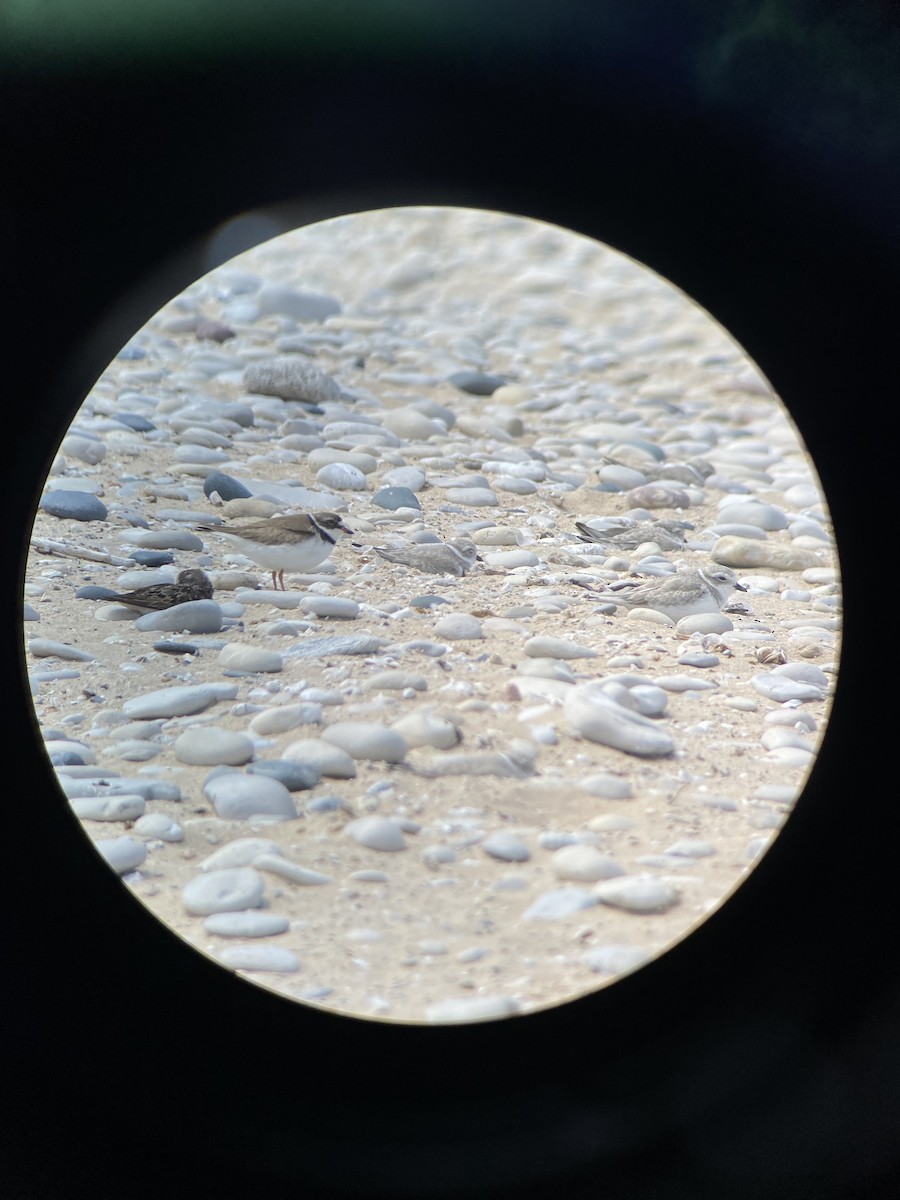 Semipalmated Plover - ML471089961