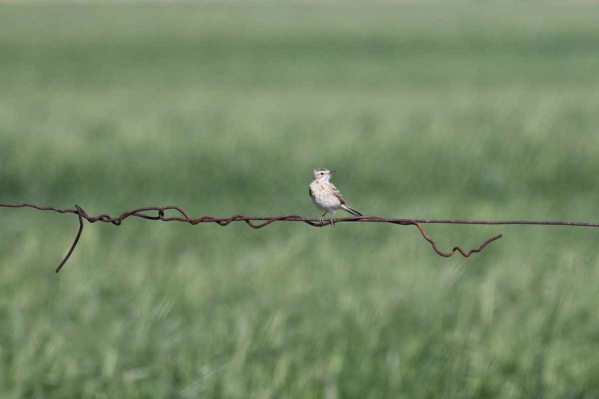 Australian Pipit - Richard and Margaret Alcorn