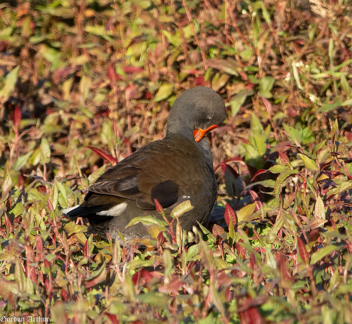 Dusky Moorhen - ML471091291