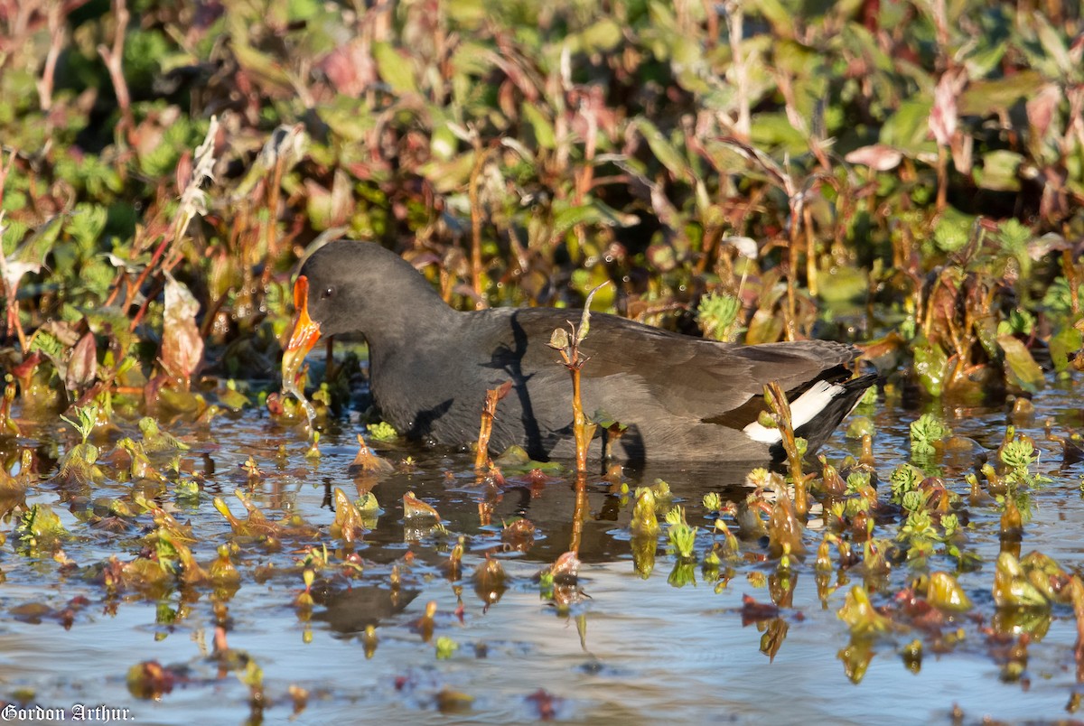 Dusky Moorhen - ML471091341