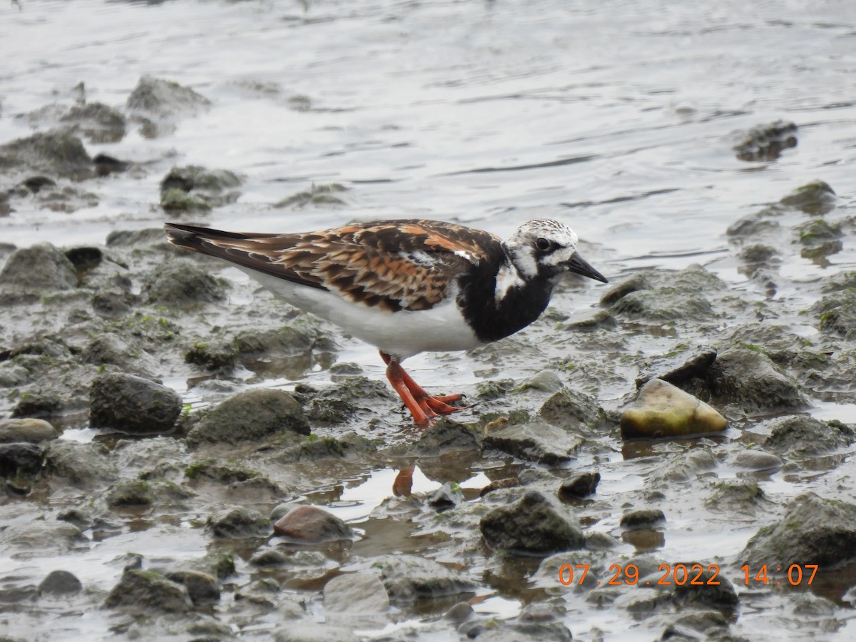 Ruddy Turnstone - ML471093511