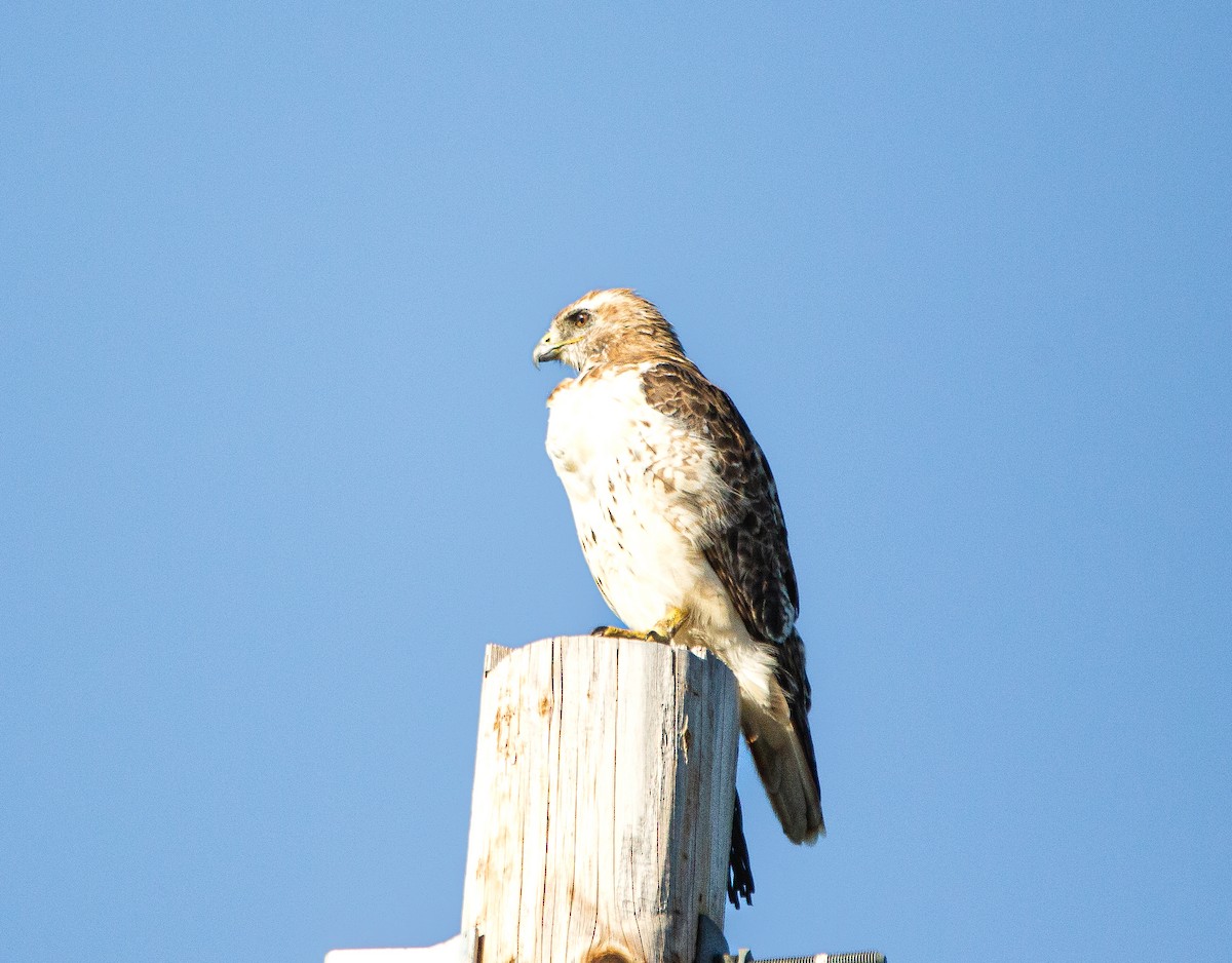 Red-tailed Hawk - ML471093541