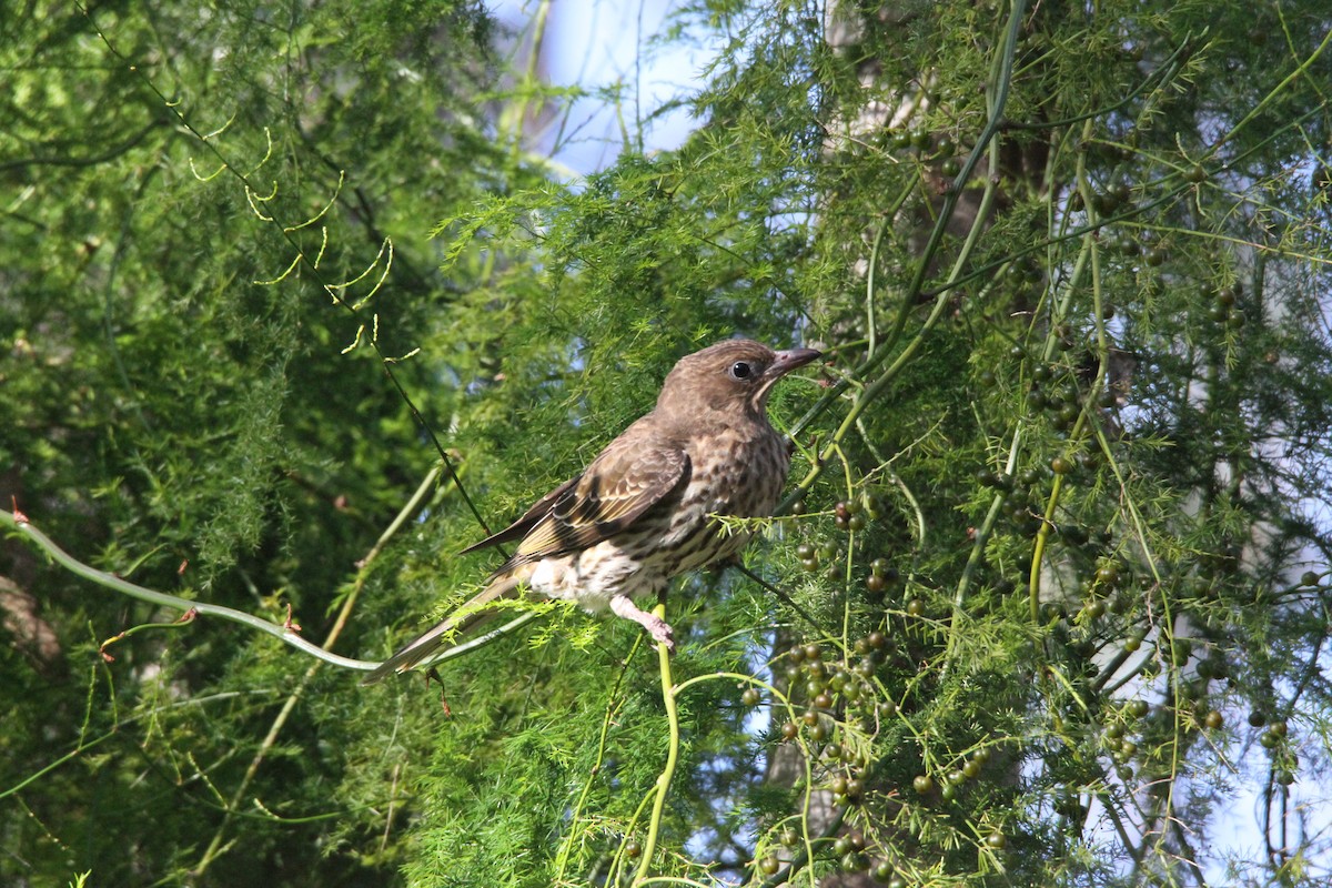 Australasian Figbird - ML471093561