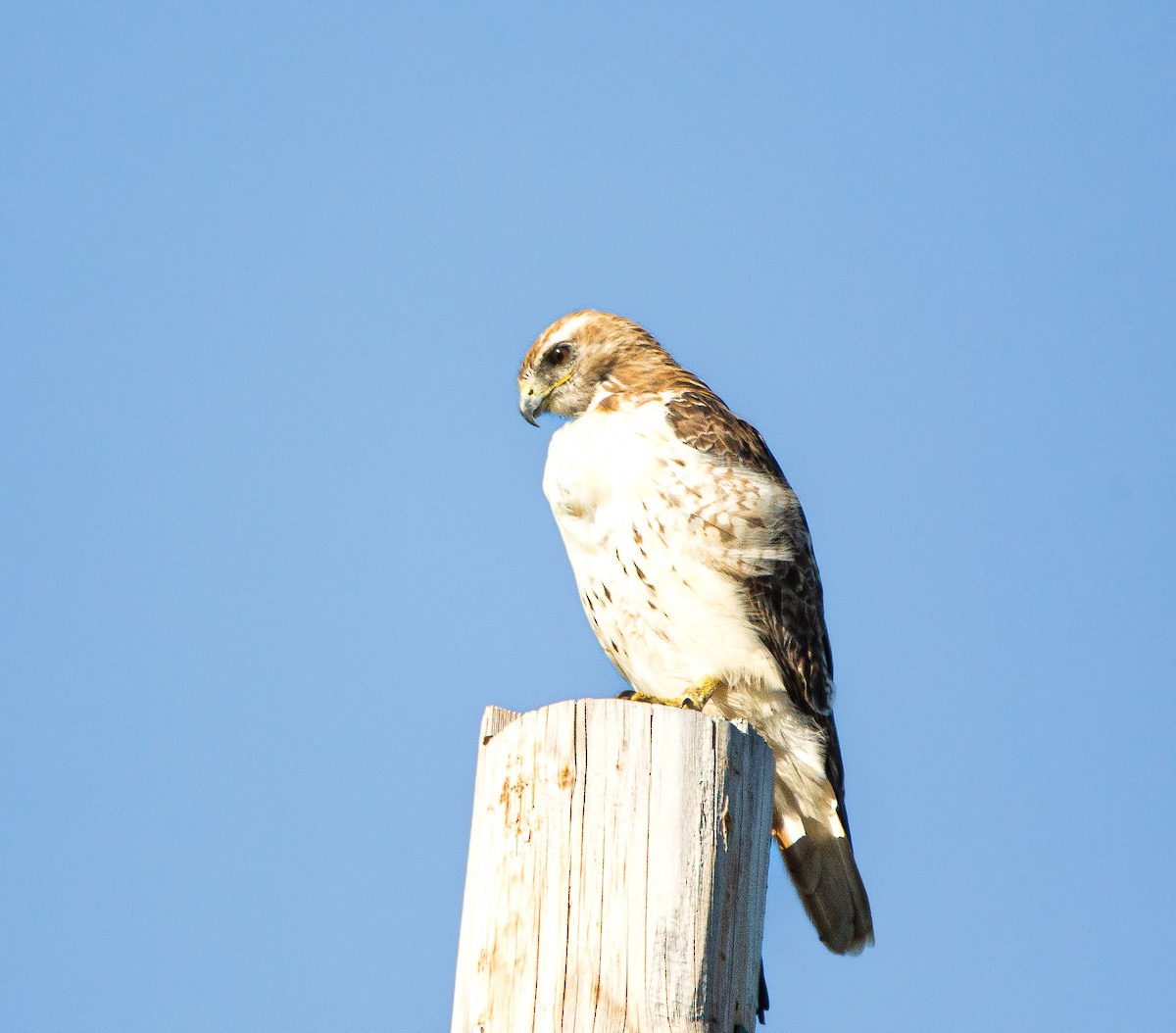 Red-tailed Hawk - ML471093591