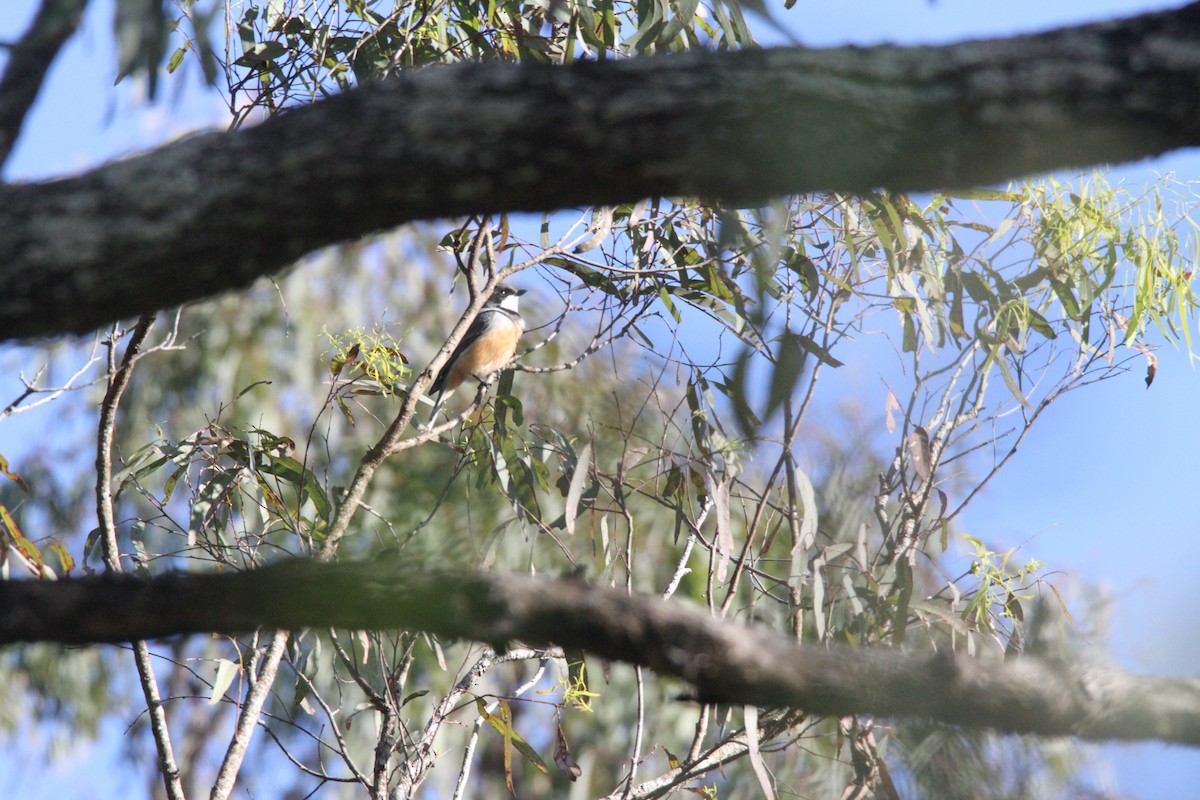 Rufous Whistler - ML471093811