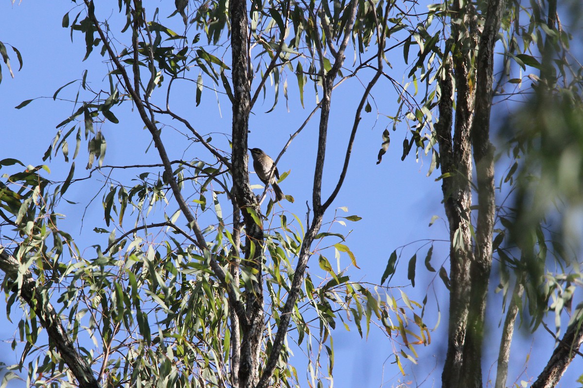 Yellow-faced Honeyeater - ML471094831