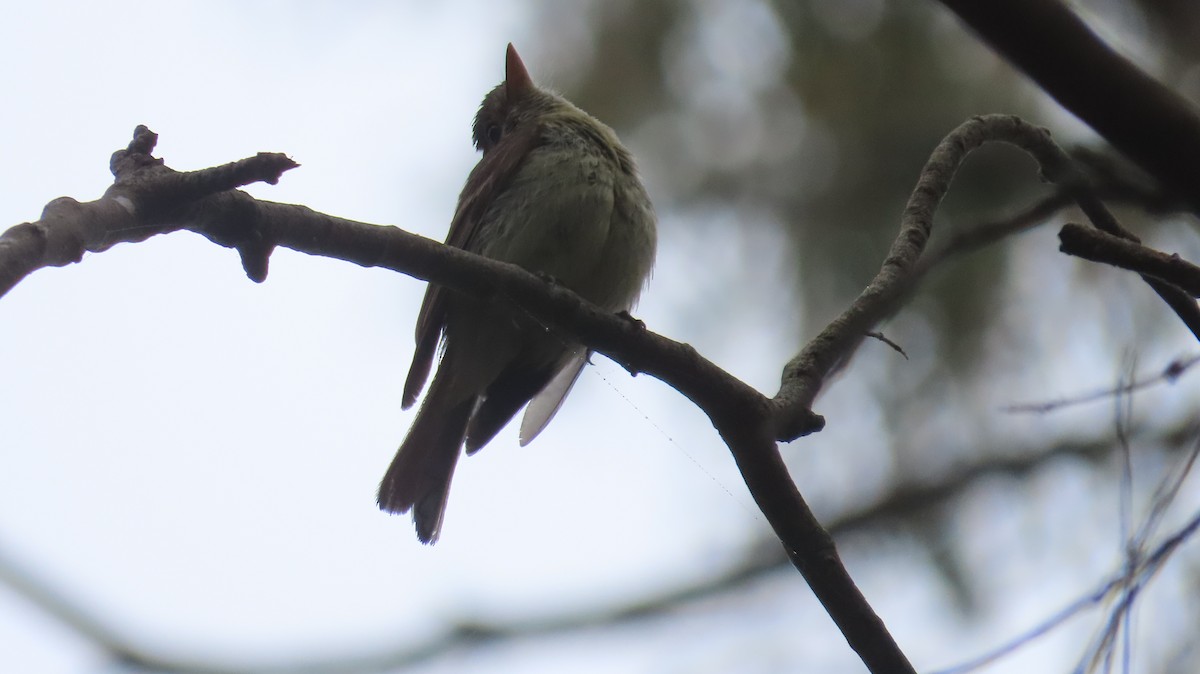 Western Flycatcher (Pacific-slope) - ML471095811