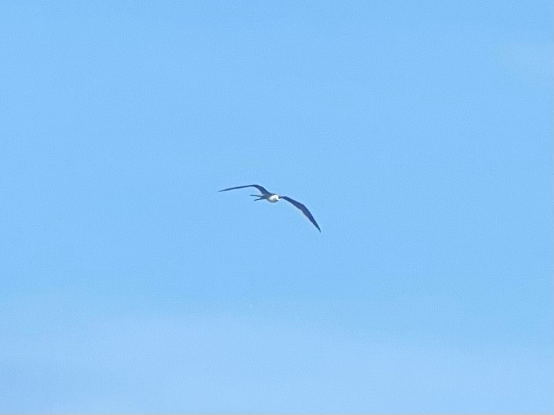 Magnificent Frigatebird - ML471096261