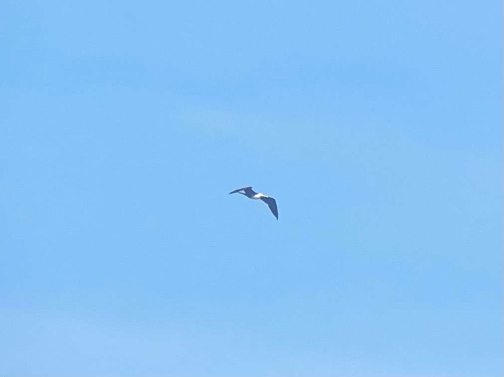 Magnificent Frigatebird - ML471096321