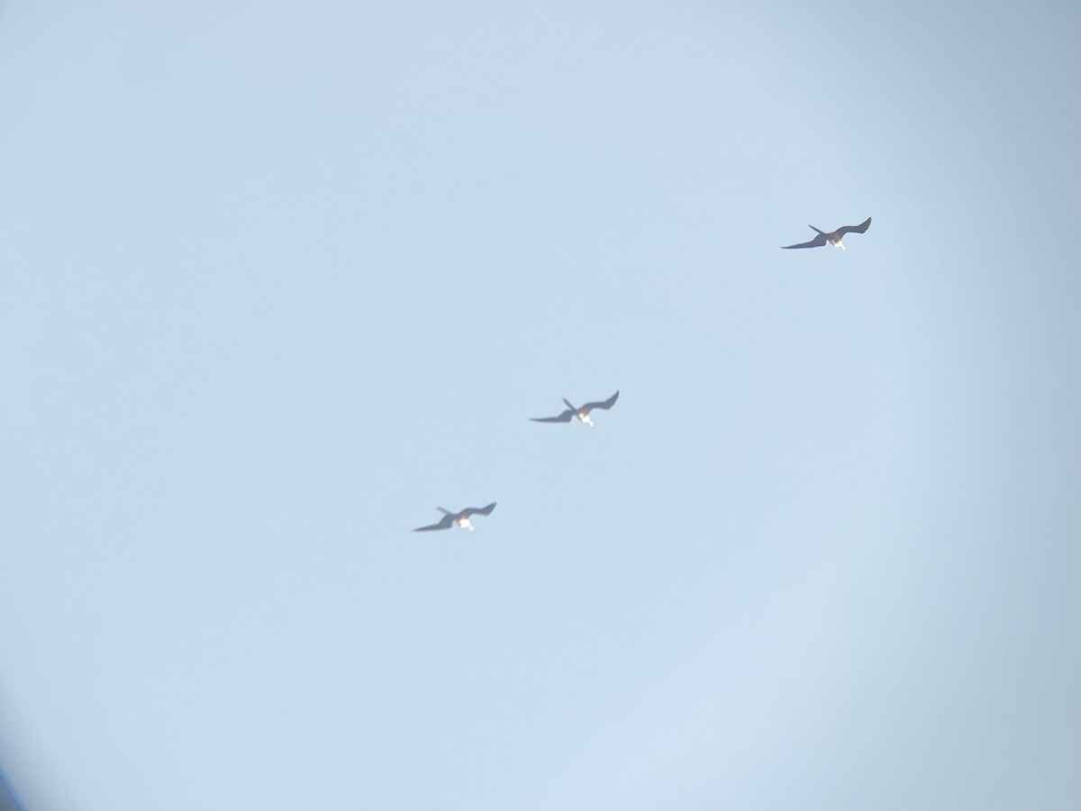 Magnificent Frigatebird - ML471096361