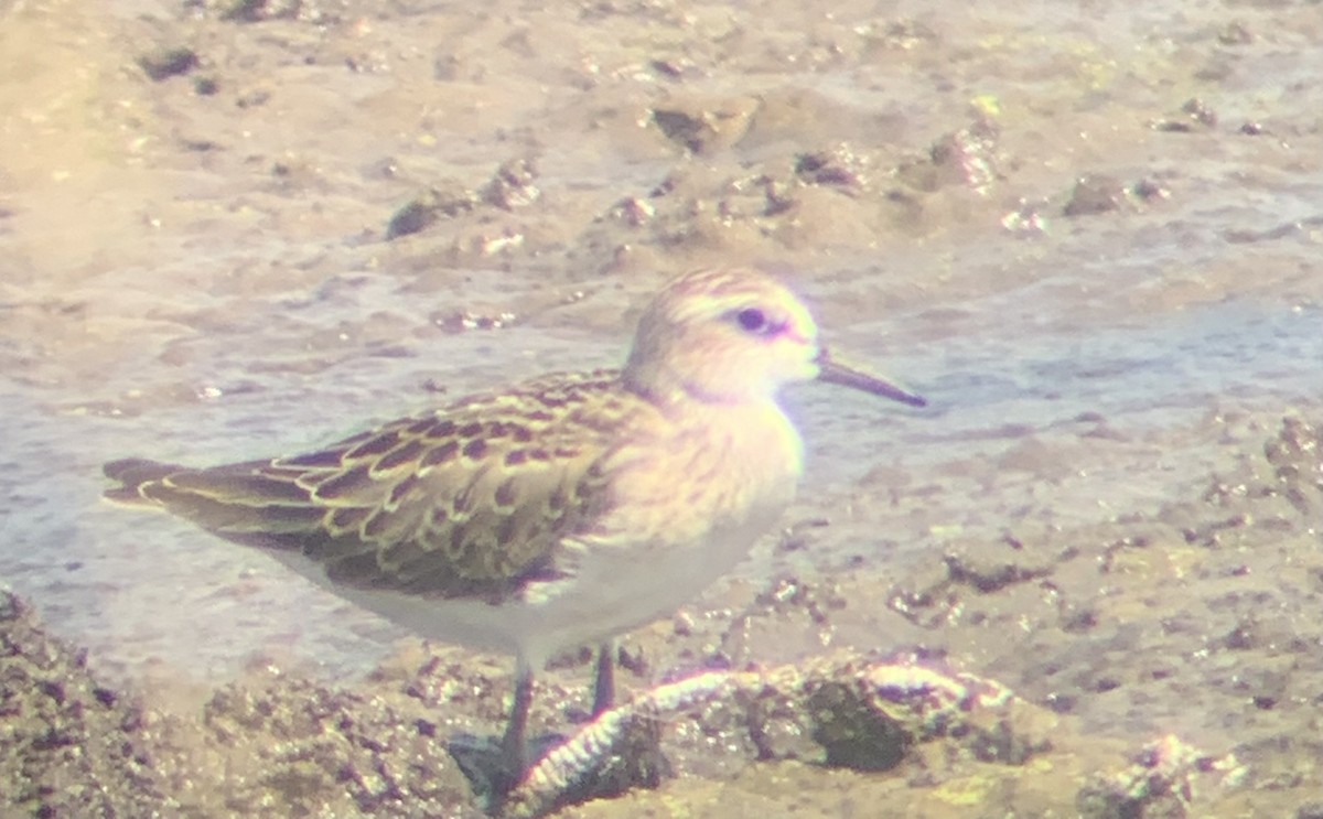 Semipalmated Sandpiper - ML471096821