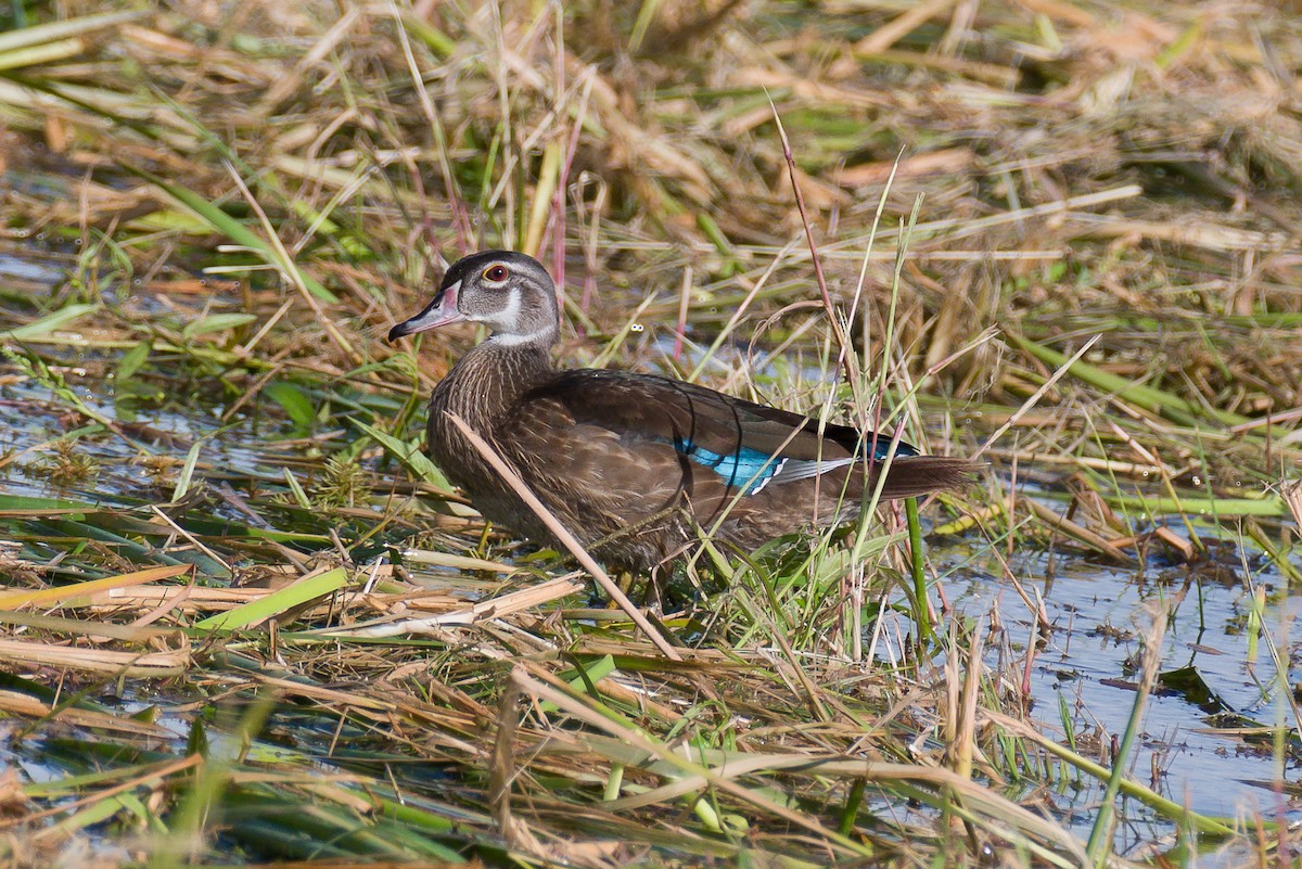 Wood Duck - Richard Rulander