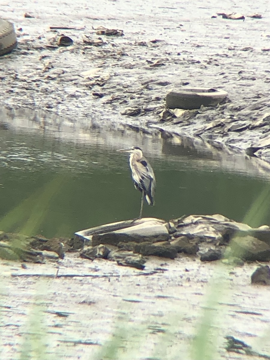 Great Blue Heron (Great Blue) - KZ F