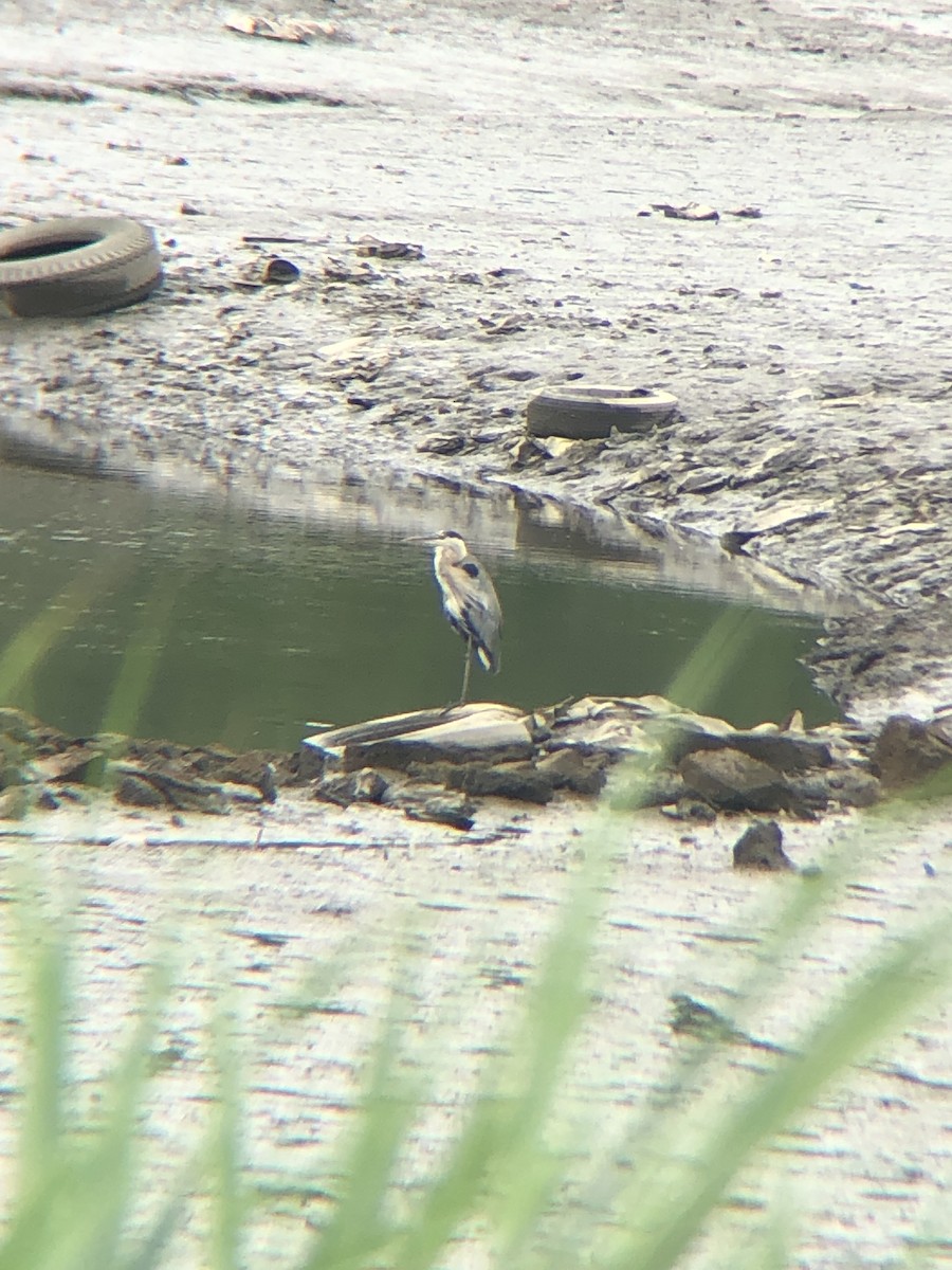 Great Blue Heron (Great Blue) - ML471098051