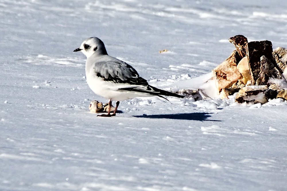 Mouette rosée - ML47109831