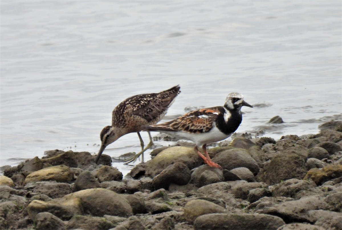 Ruddy Turnstone - ML471098481