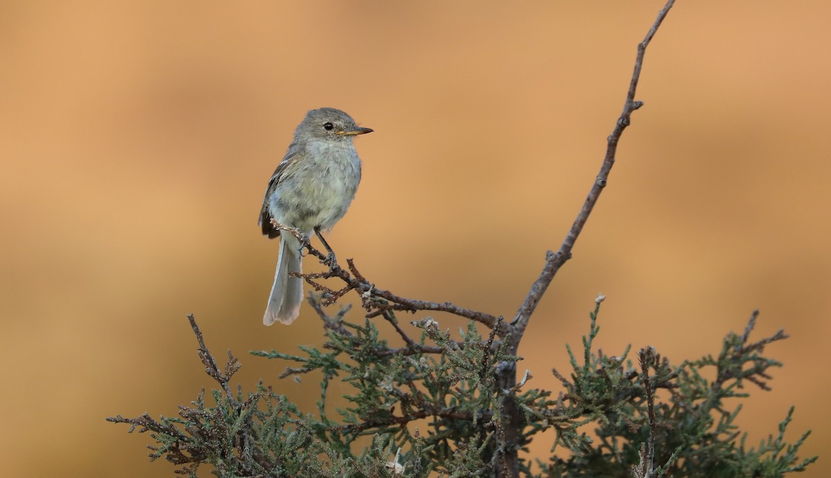 Gray Flycatcher - ML471098811