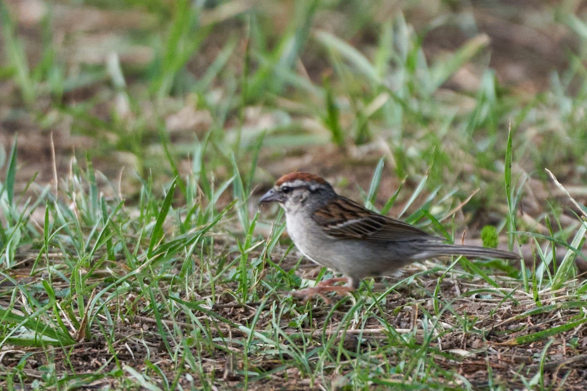 Chipping Sparrow - ML471099411