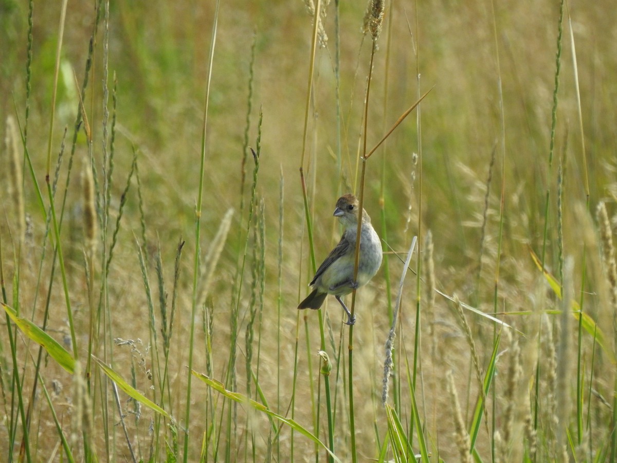 Indigo Bunting - ML471099501