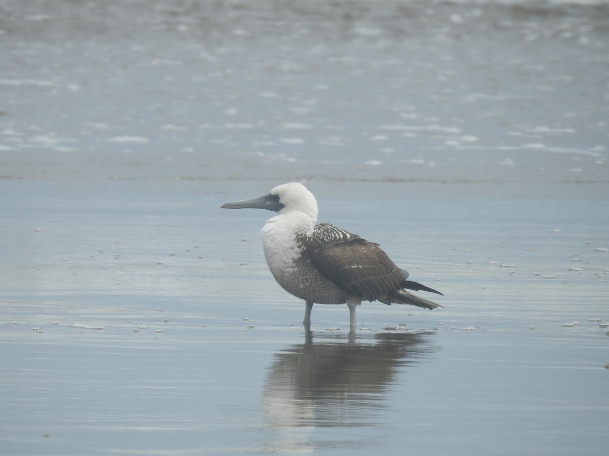 Blue-footed Booby - ML471099741