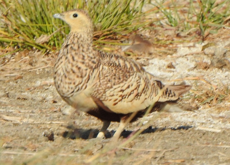 Chestnut-bellied Sandgrouse (African) - Andy Frank