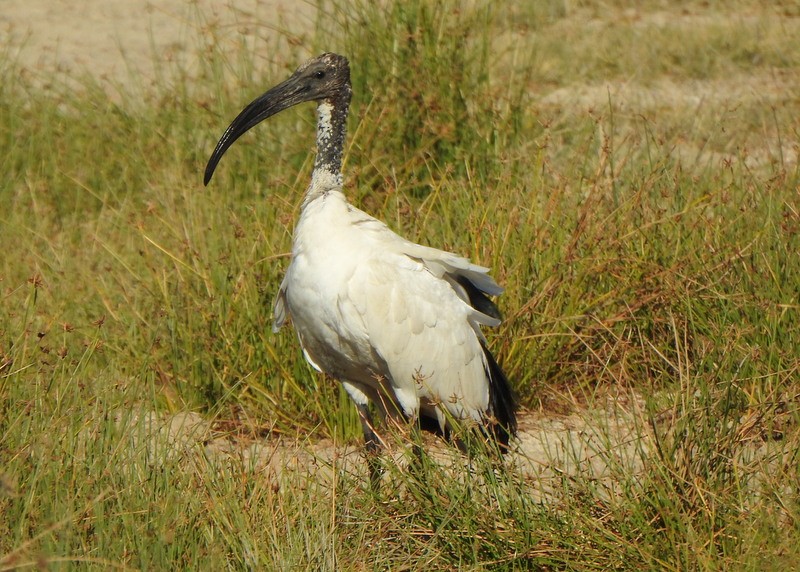 African Sacred Ibis - Andy Frank