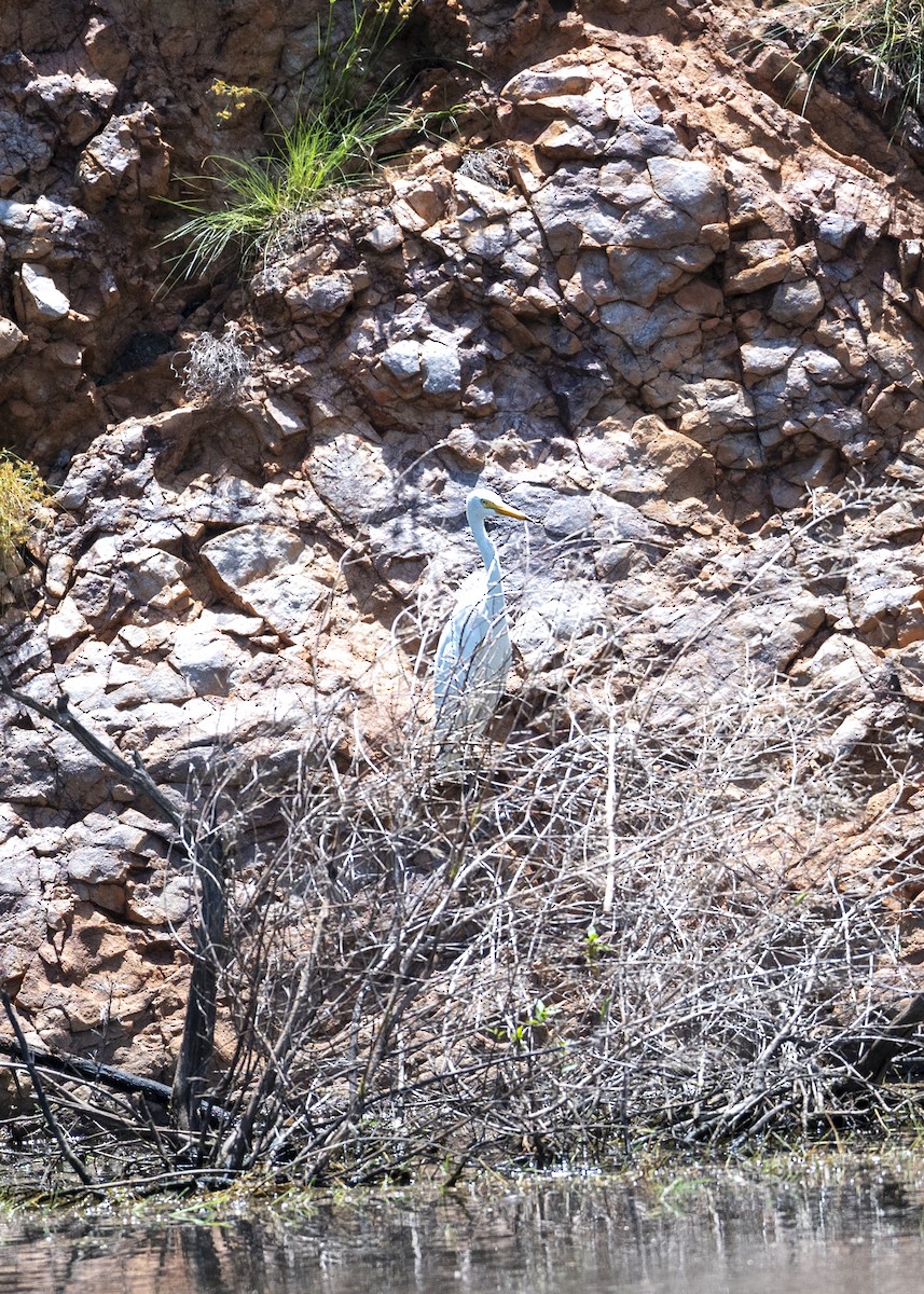 Plumed Egret - Geoffrey Groom