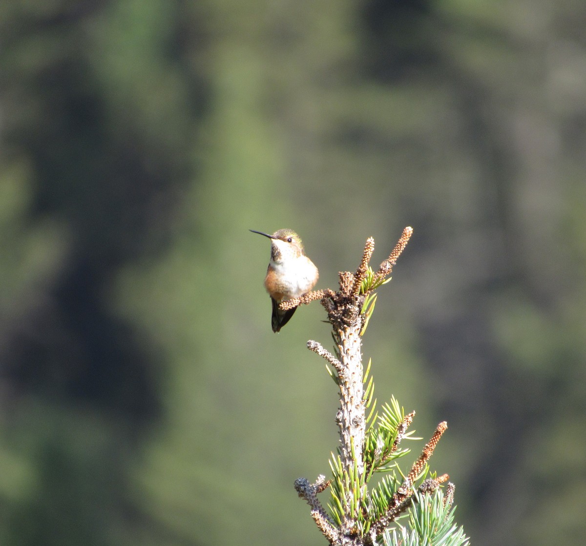 Rufous Hummingbird - Joshua  Eastlake