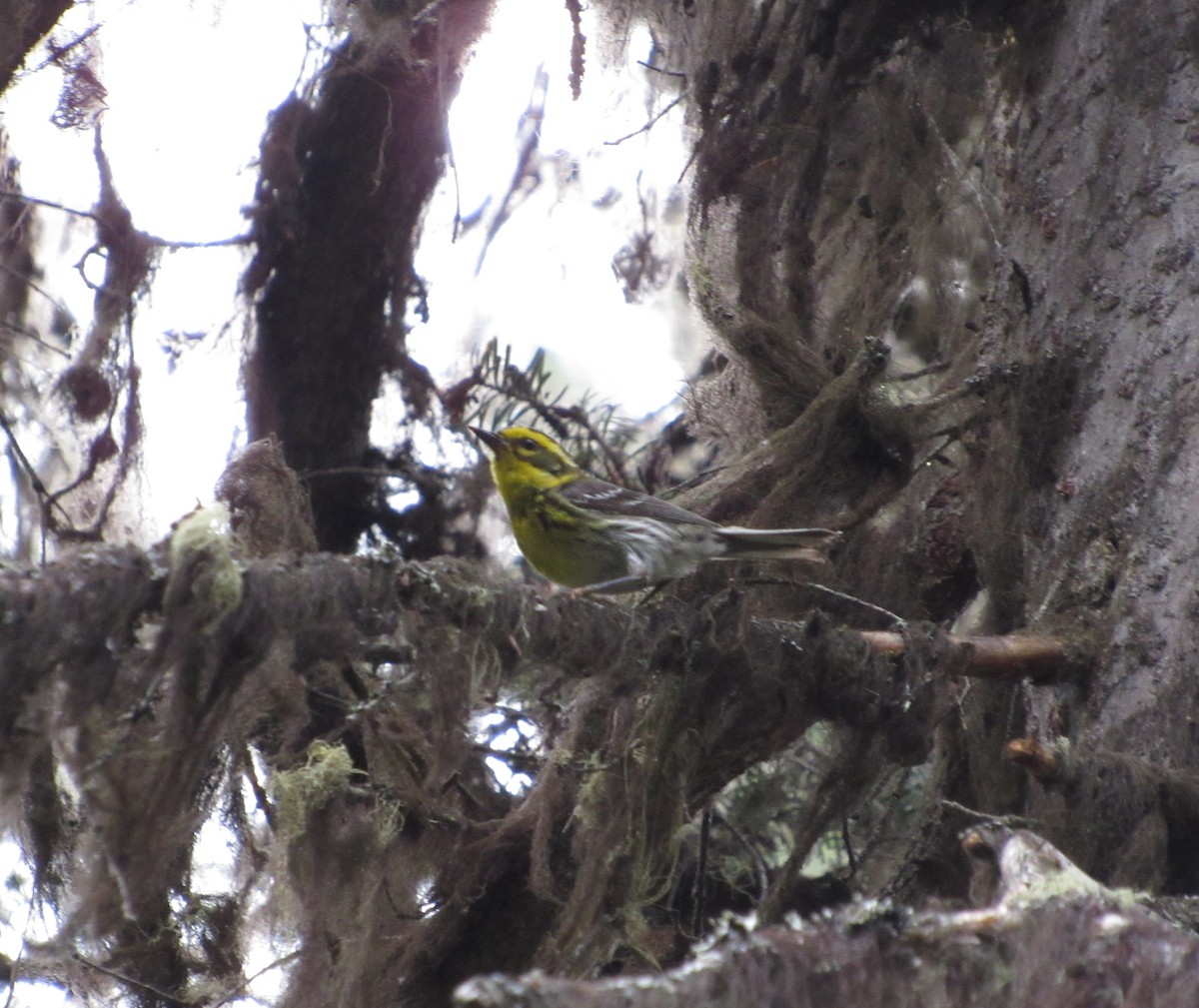 Townsend's Warbler - ML471101201