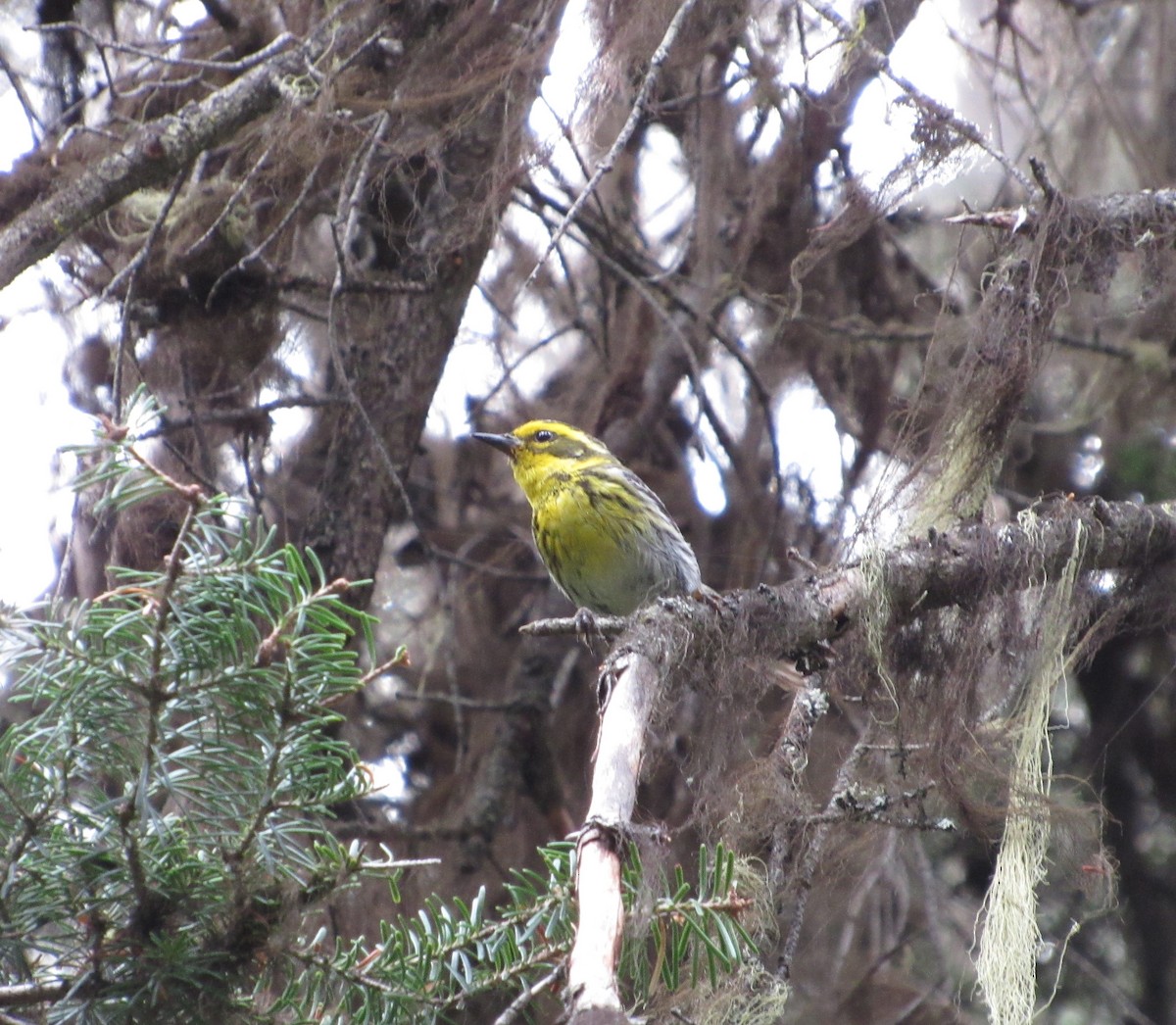 Townsend's Warbler - ML471101211