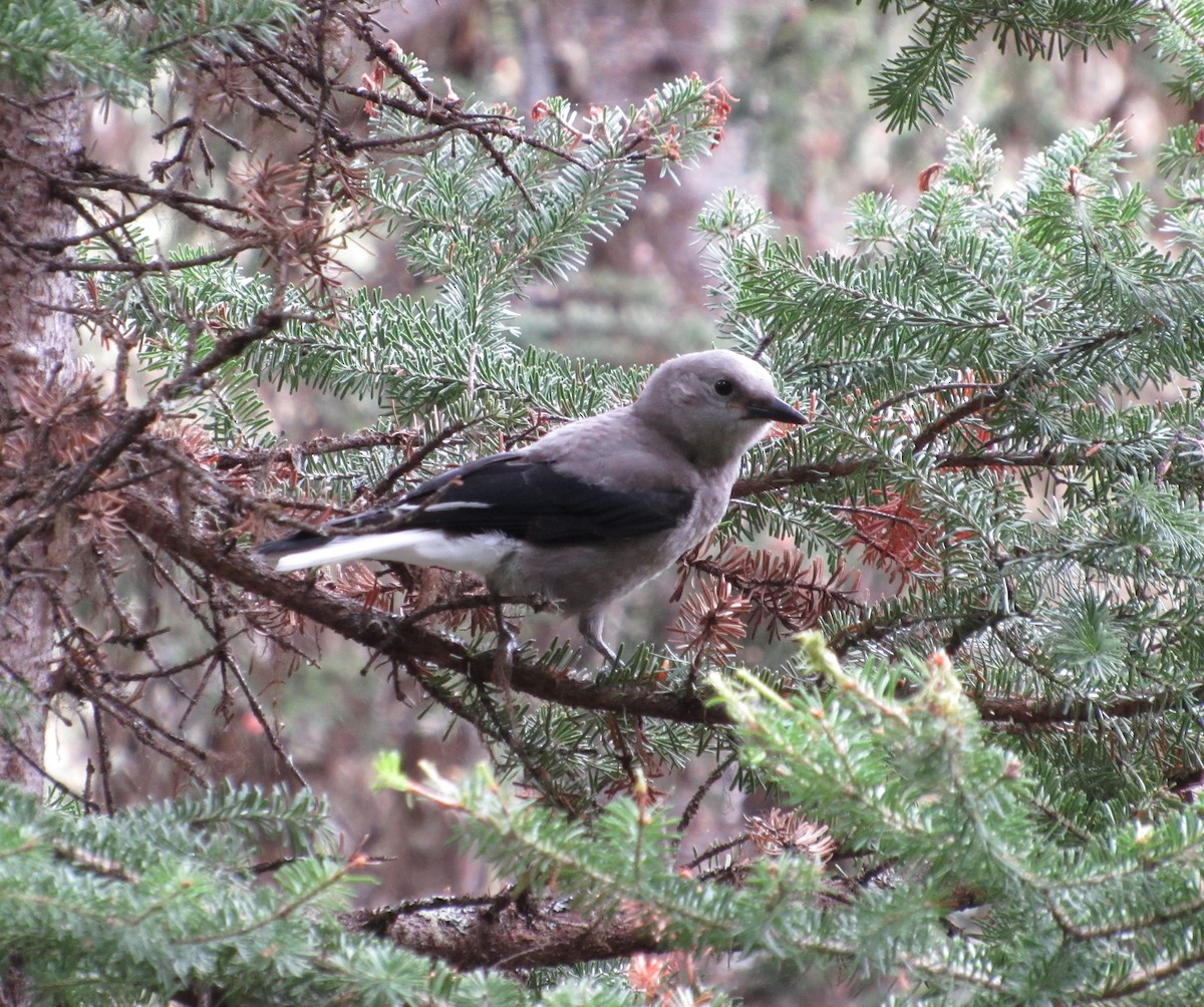 Clark's Nutcracker - ML471101261