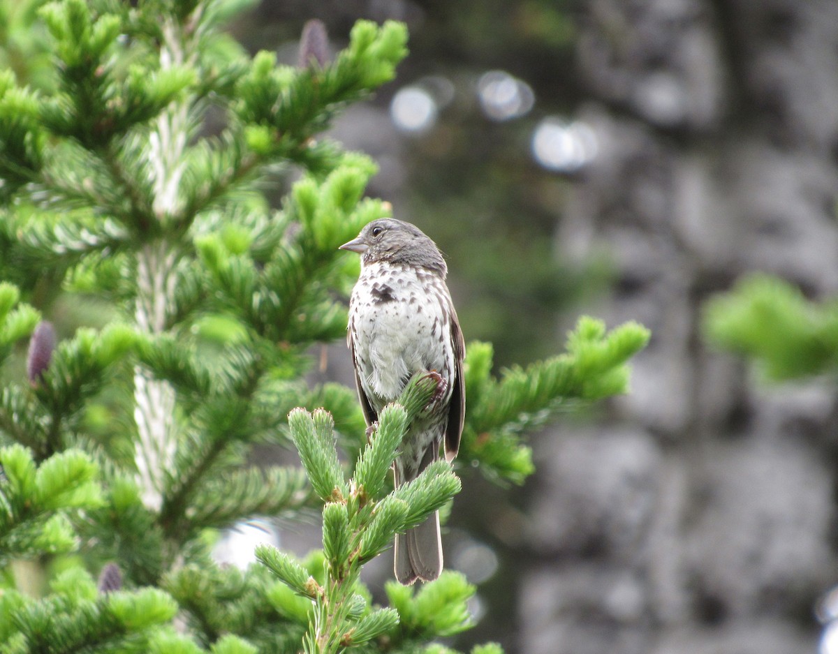 Fox Sparrow - ML471101481