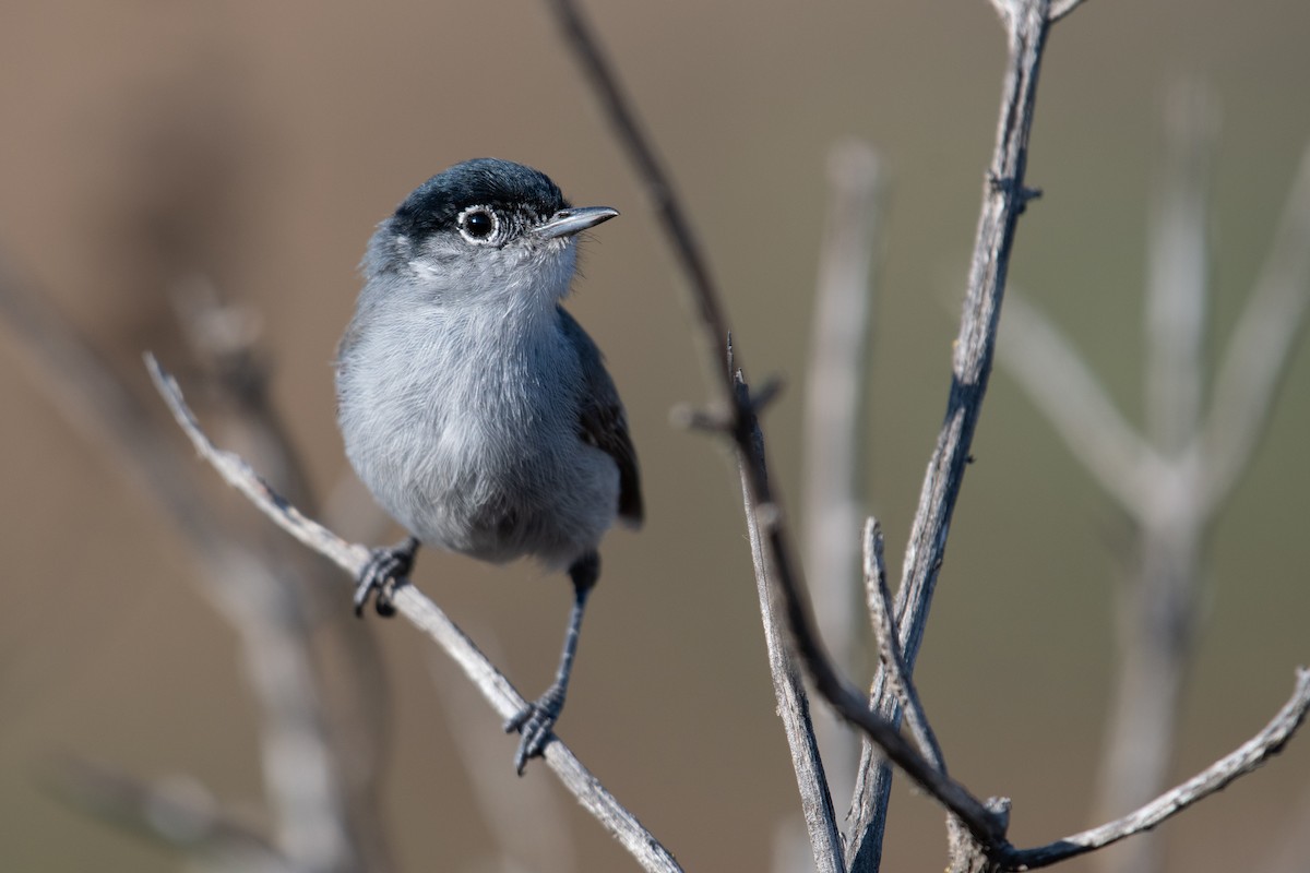 California Gnatcatcher - ML471101661