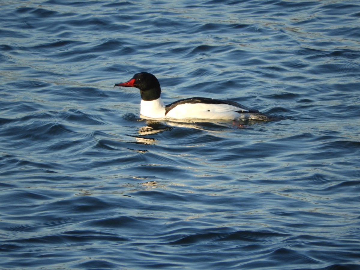 Common Merganser - Duke Tufty