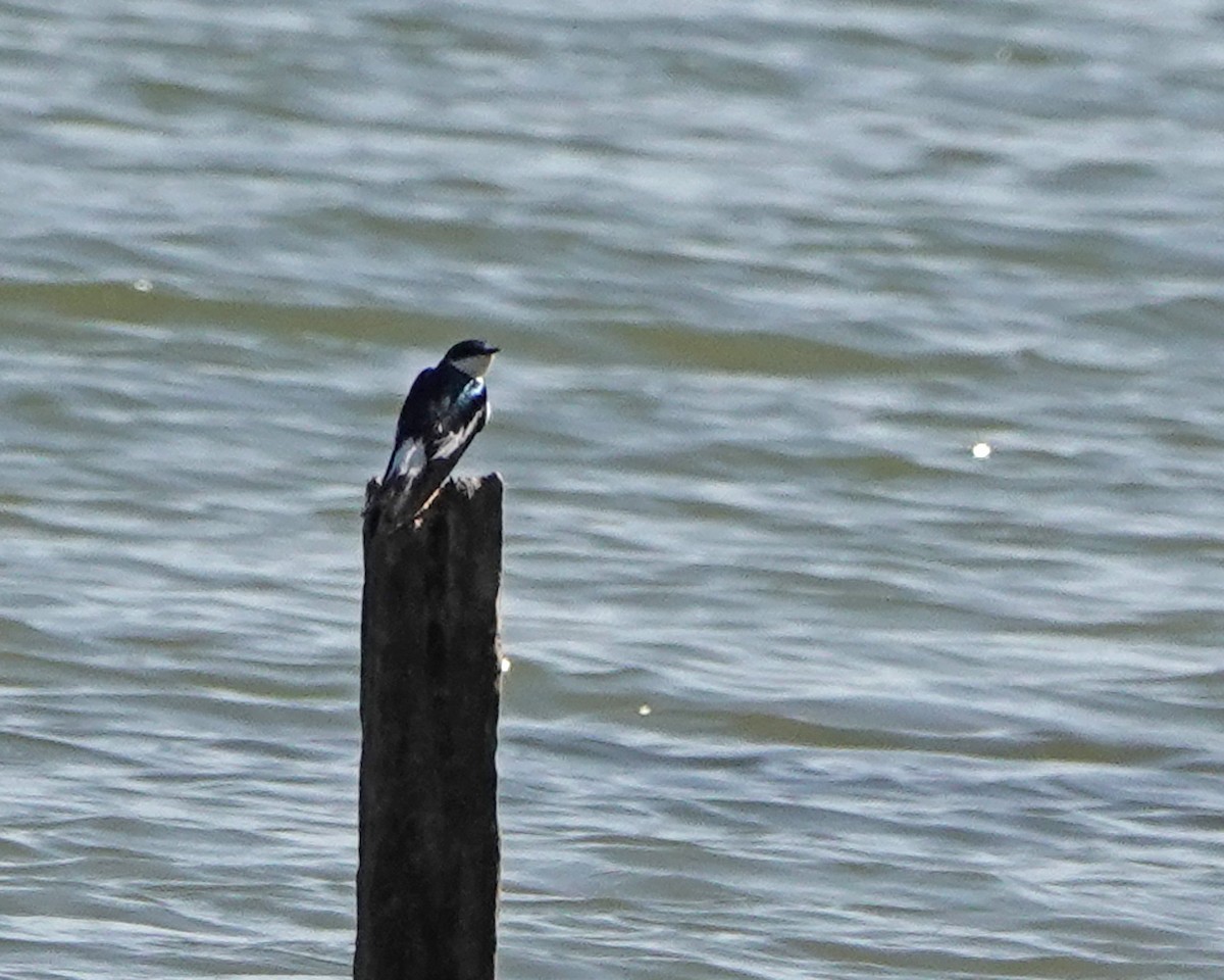 Golondrina Aliblanca - ML471102991