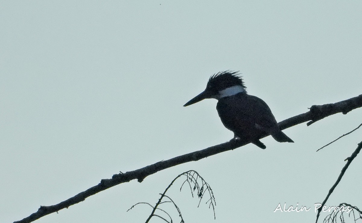 Belted Kingfisher - ML471103771