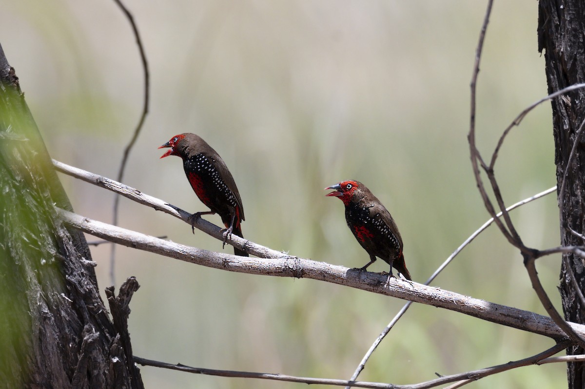 Painted Firetail - Geoffrey Groom