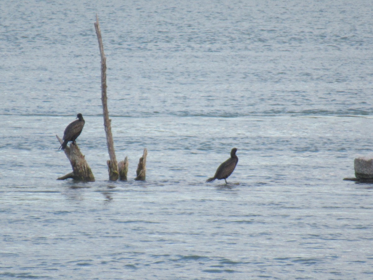 Double-crested Cormorant - ML471104831
