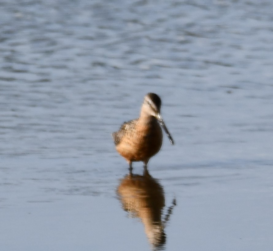 Long-billed Dowitcher - ML471105051